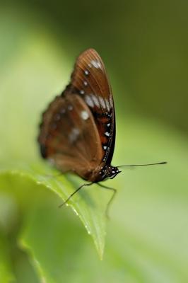 DSC_2238Sh2_Sm.jpg