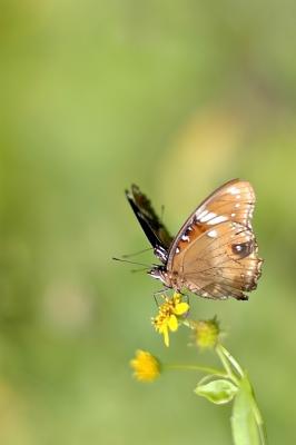 DSC_2242Sh2_Sm.jpg