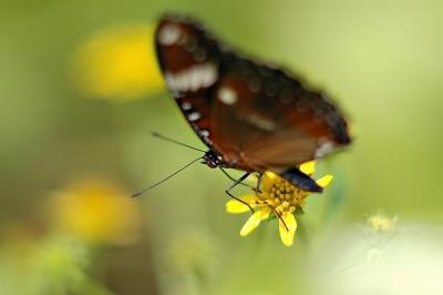 DSC_2250Sh2_Sm.jpg