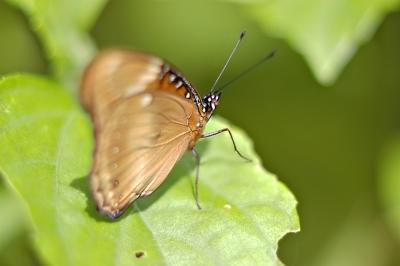 DSC_2253Sh2_Sm.jpg
