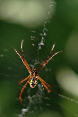 DSC_2284FxSh2_Sm.jpg