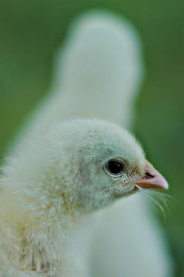 DSC_2292FxSh2_Sm.jpg