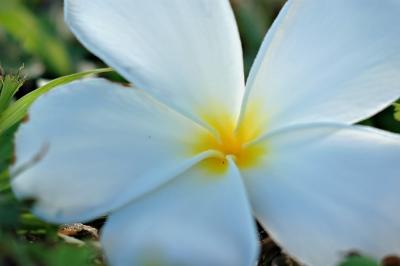 DSC_2351FxSh_Sm.jpg