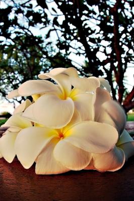 DSC_4184PlumaeriaPicnicFxSh2_Sm.jpg