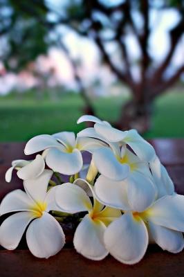 DSC_4195PlumariaPicnicFxSh2_Sm.jpg