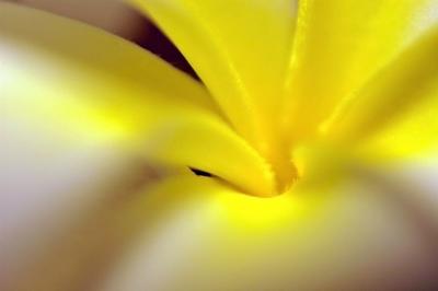 DSC_4247PlumariaFxSh2_Sm.jpg