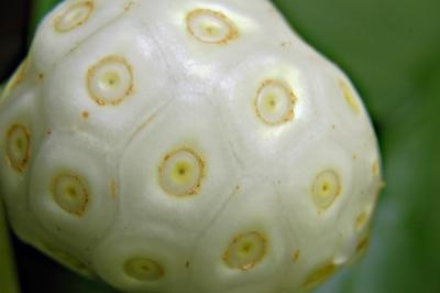 DSC_4270NinFruitFxSh2_Sm.jpg