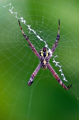 DSC_4327SpiderFxSh2_Sm.jpg