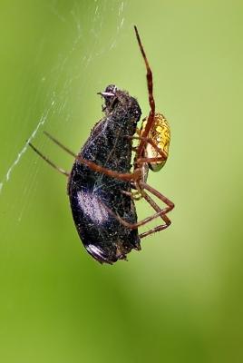 DSC_4444SpiderLunchFxSh2_Sm.jpg