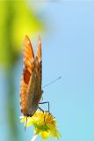 DSC_0599ButterflyFxSh2_Sm.jpg