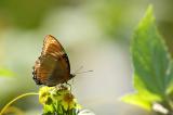 DSC_0674ButterflyFxSh2_Sm.jpg