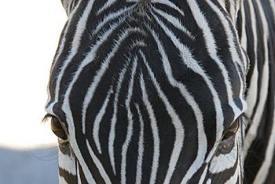 Zebra Eyes.jpg