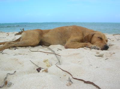 Beach- hunden