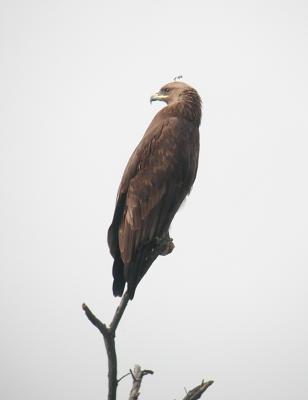 Greater  Spotted Eagle.Aquila clanga.Adult.