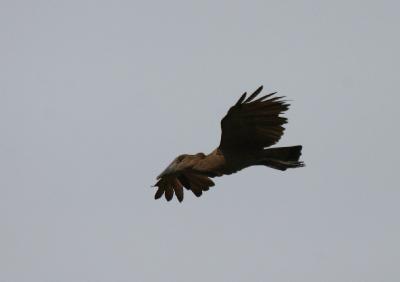 Hamerkop.