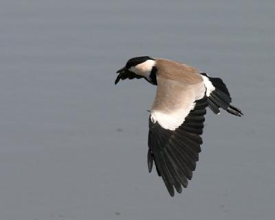 Spur-winged Plover.