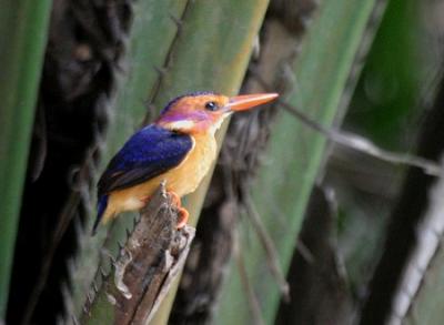 African Pygmy Kingfisher.