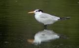 Royal Tern.