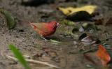 Red-billed Firefinch.
