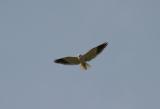 Black-shouldered Kite.