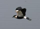 Spur-winged Plover.