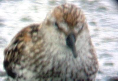 Ensley - 7-17-2004 -  Male Western Sandpiper