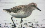 Semipalmated SP - spring.jpg