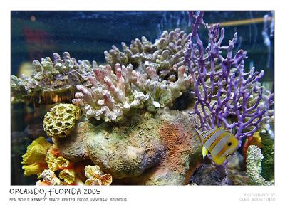 Artificial coral reef