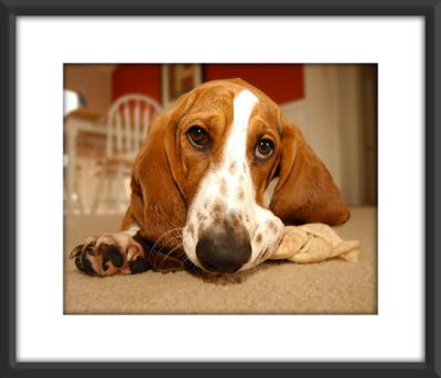 Henry Chews the Bone