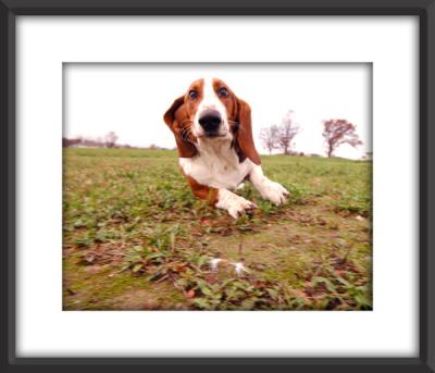 Flying Henry