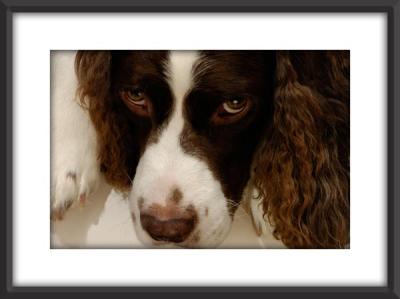 Bruno Springer Spaniel Christmas Photos