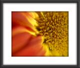 Flower_3258.jpg