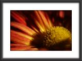 Flower_3277.jpg