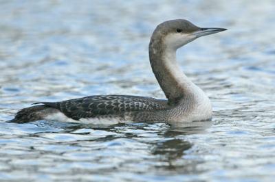 Black-throated Diver