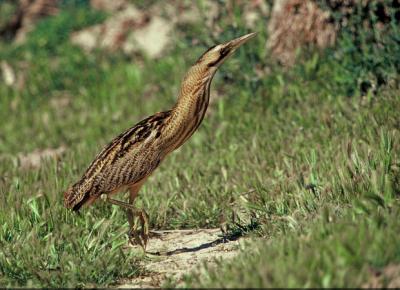 Great Bittern