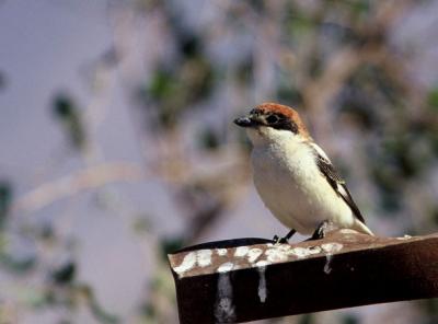 Woodchat Shrike