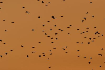 Img_0037.jpg