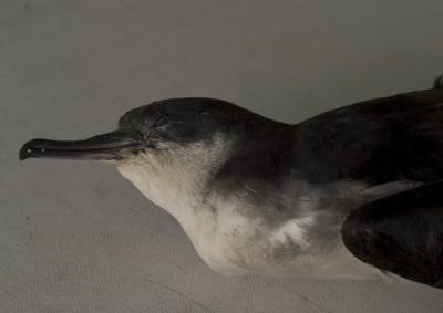 Manx Shearwater