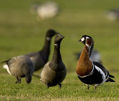 Red-breasted Goose