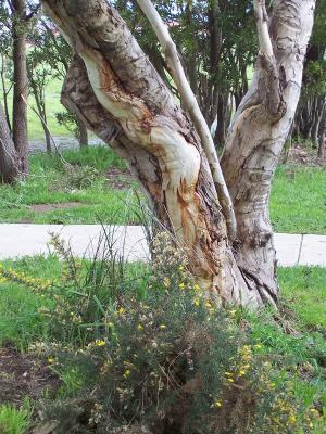 Aus eucalypt trunk.JPG
