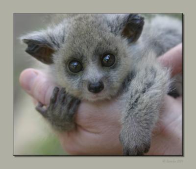 u49/pamela2/medium/36130003.BushBaby.jpg