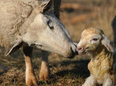 new March lamb