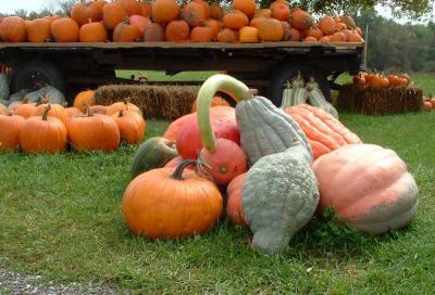 pumpkin extravanganza.JPG