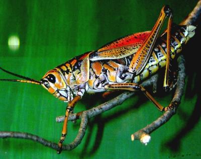 Grasshopper.JPG