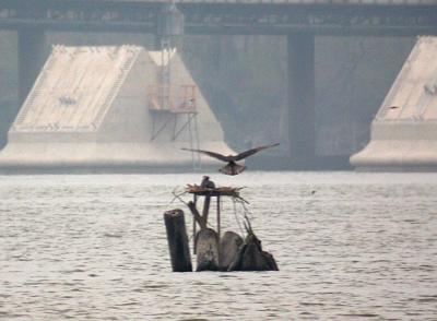 Ospreys building nest on new platform near Woodrow Wilson Bridge