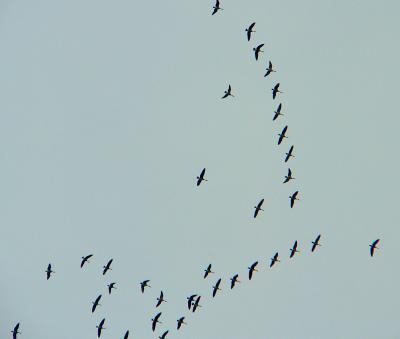 Canada Geese, Occoquan Bay NWR