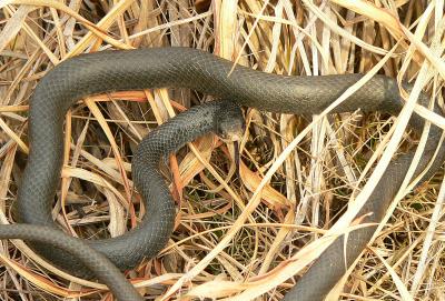 Black Racer, Occoquan Bay NWR