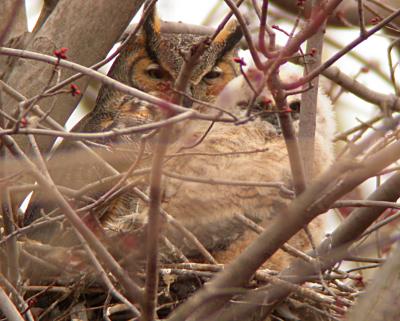 Great Horned Owls, mother and young in nest, Occoquan Bay NWR
