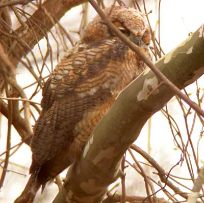 Recently fledged Great Horned Owl, Occoquan Bay NWR