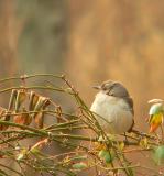 Northern Mockingbird, Occoquan Bay NWR